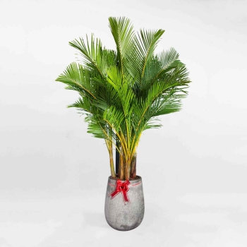 Cây cau Thái lớn